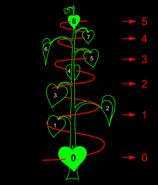 fib-40